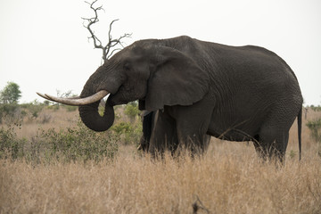Fototapeta premium Éléphant d'Afrique, gros porteur, Loxodonta africana, Parc national Kruger, Afrique du Sud