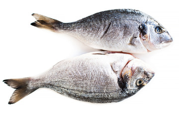 Fresh raw dorado fish isolated on white background.