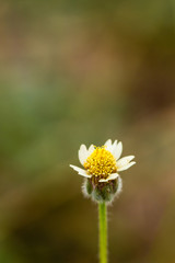 Obraz premium Grass flower with blurry background