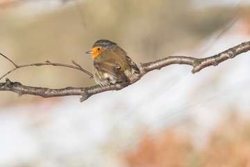 Bird in winter - European robin (Erithacus rubecula).