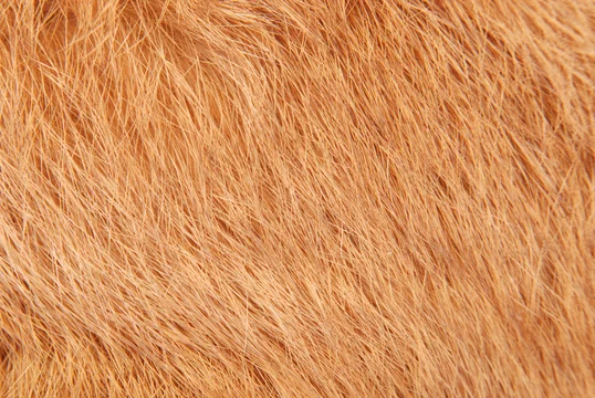 Rabbit fur as background Stock Photo by ©Gap 120551596