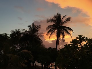 Palme im Sonnenuntergang 