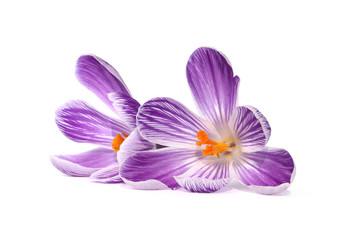 Fleurs de crocus blanc et violet