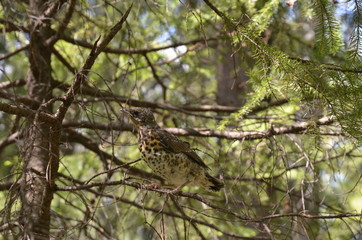 Common Blackbird - Turdus merula - Merel, nestling on a branch in the forest