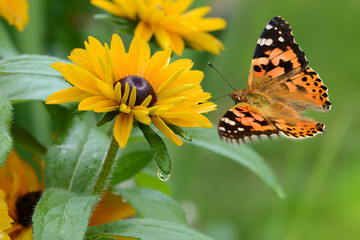 Schmetterling 249