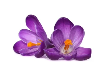 Papier Peint photo Lavable Crocus Fleurs de crocus violet