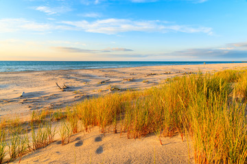 Grass on sand dune in sunset golden colors  on Leba beach, Baltic Sea, Poland