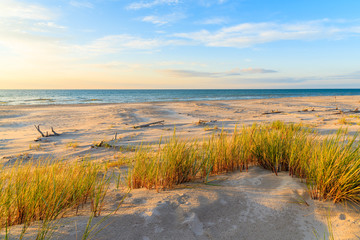 Grass on sand dune in sunset golden colors  on Leba beach, Baltic Sea, Poland