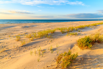 Grass on sand dune at sunset time, Leba beach, Baltic Sea, Poland
