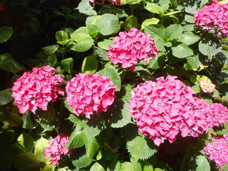 FLOWER PINK GREEN