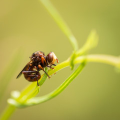 Kleine braune Fliege auf Grashalm