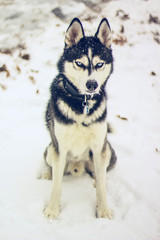 Husky Starring in the snow