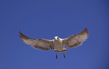 Flying seagull 