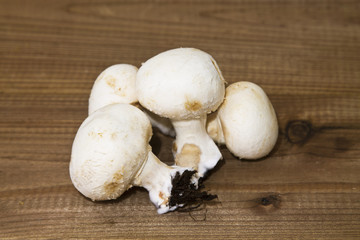 mushrooms on wood