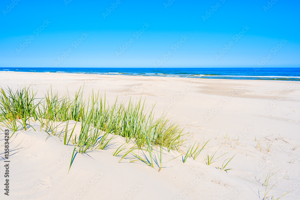 Wall mural green grass on sand dune on lubiatowo beach, baltic sea, poland