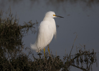Snowy egret in a North California marsh 