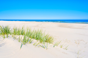 Fototapeta na wymiar Green grass on sand dune on Lubiatowo beach, Baltic Sea, Poland