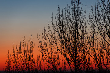 Fototapeta premium Sunset through the trees.