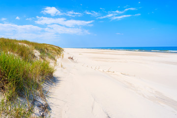 Fototapeta na wymiar Green grass on sand dune on Lubiatowo beach, Baltic Sea, Poland