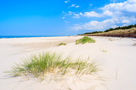 Green grass on white sand beach in Lubiatowo, Baltic Sea, Poland © pkazmierczak