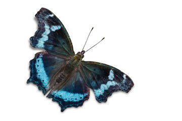 Blue Admiral butterfly