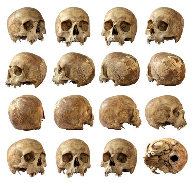 Skull set on isolated white background. View around.