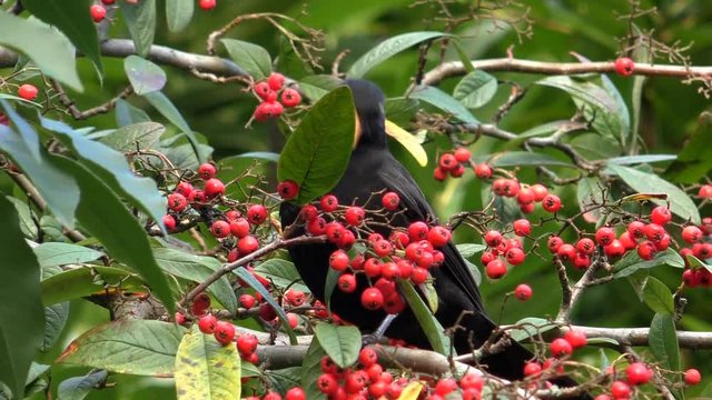 European thrush or black bird sitting on the branch of evergreen cotoneaster shrub and eating red berries