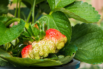 Strawberry berries fresh from the tree.