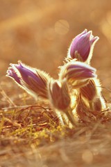 Fototapeta na wymiar Spring flowers. Beautifully blossoming pasque flower and sun with a natural colored background. (Pulsatilla grandis)