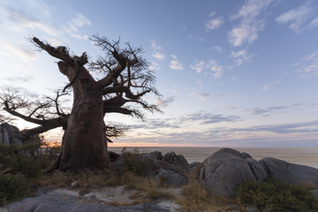 Large lone baobab at sunset