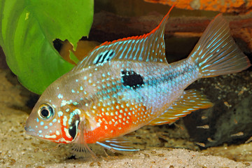 Mexican Fire Mouth (Thorichthys ellioti) - female