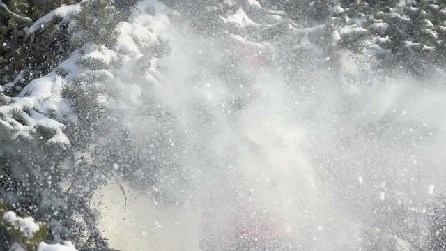 happy woman shakes the snowy fir tree branches, slow motion 