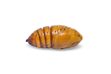 Cricula Silkmoth pupa