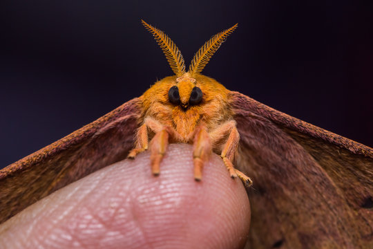 Cricula Silkmoth on finger