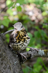 Thrush Nightingale chick next day after leaving the nest