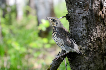Thrush Nightingale chick next day after leaving the nest