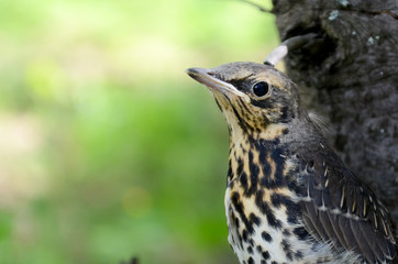 Thrush Nightingale chick next day after leaving the nest