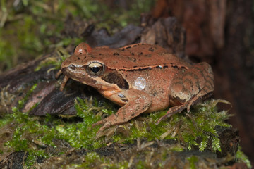 Female of Italian agile frog (Rana latastei) full of eggs, reaching the breeding site, Italy
