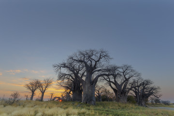 Fototapeta na wymiar Sunrise at Baines Baobab
