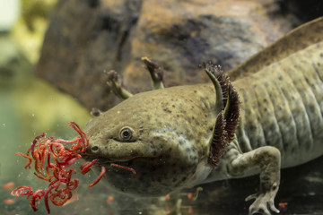 Ambystoma mexicanum, axolotl and red mosquito larvae. © lapis2380
