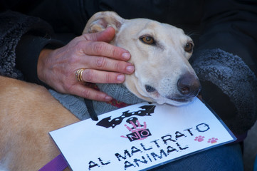 Galgo con cartel contra el maltrato animal