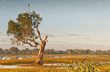 Gnarled tree with bird on top at Yellow River billabong, Austral © Andrew Deer