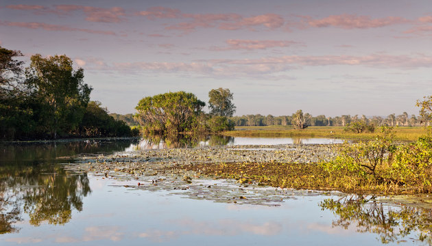 Waterlillies on still water at Kakadu, Australia