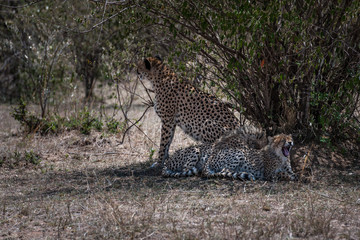 cheetah © Herbert