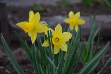 Obraz premium Flower bed with yellow daffodil flowers blooming in the spring