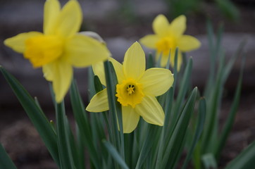 Flower bed with yellow daffodil flowers blooming in the spring