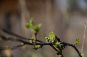 green maple buds in spring close up