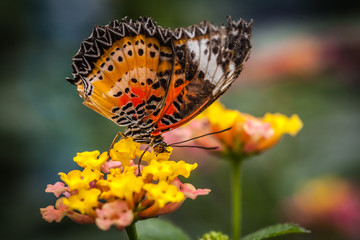Fototapeta na wymiar Lacewing butterfly on a flower