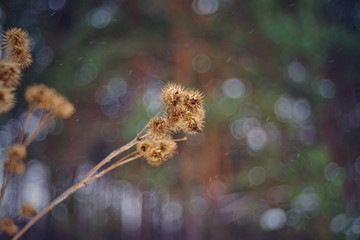 Arctium lappa