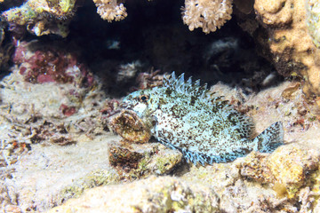 Plakat Beautiful fish on the coral bottom. Fish of the red sea.